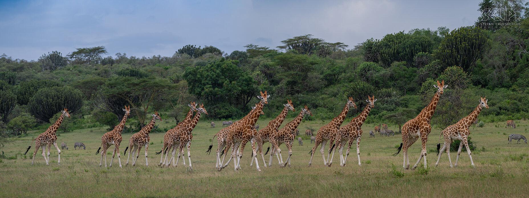 Soysambu - Rothschildgiraffes Large herd of male Rothschildgiraffes Stefan Cruysberghs